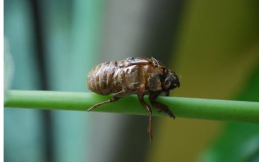 知了是鸟类还是昆虫类？