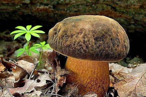 世界最大蘑菇长了2800多年，现在已经多大了？