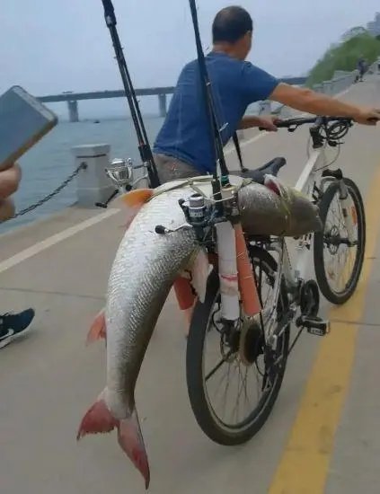 收获丰满！男子湘江里钓到68斤鱤鱼，野生鱤鱼跟养殖的有何差别？