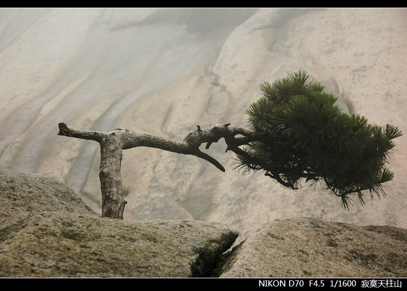 寂寞天柱山的作品鉴赏
