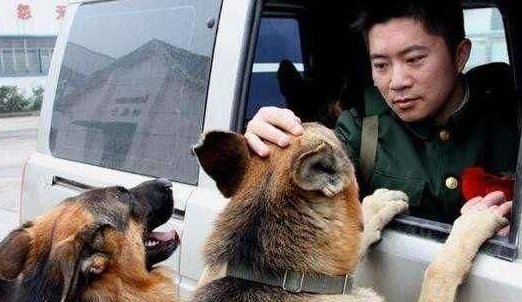 军犬紧紧咬住退伍老兵的行李不让走，它们之间有着怎样的感情？