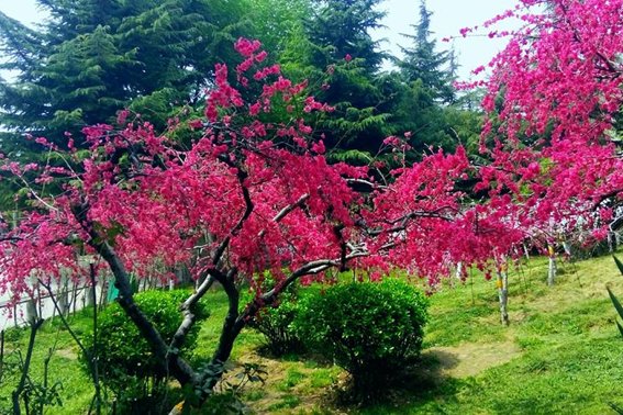 碧桃天上栽和露不是凡花数翻译