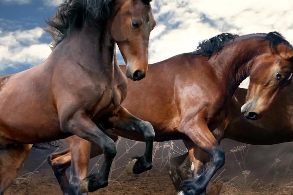 绝处逢生指动物是什么