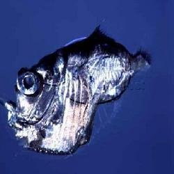 银斧鱼的形态特征