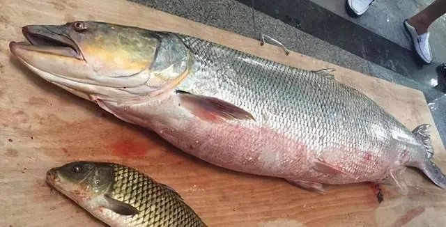 收获丰满！男子湘江里钓到68斤鱤鱼，野生鱤鱼跟养殖的有何差别？