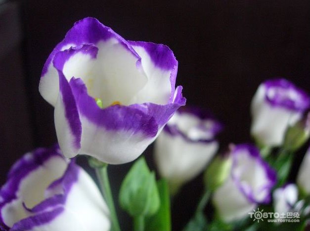 桔梗花的传说是什么？关于什么的呢？