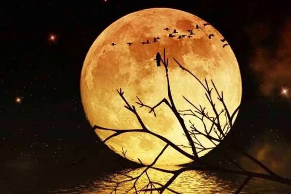 醉花间的古诗冯延巳