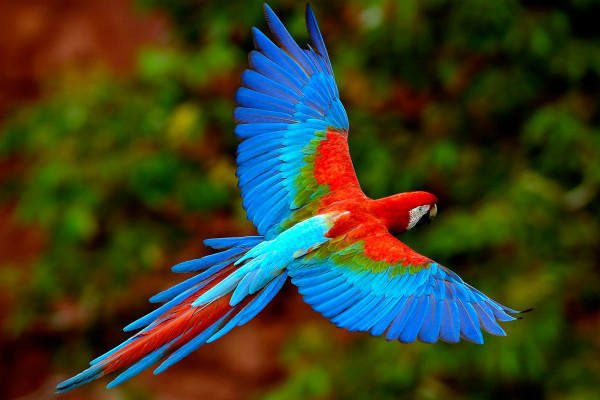 泰国一鹦鹉吞食21颗钻石，是如何被主人发现的？