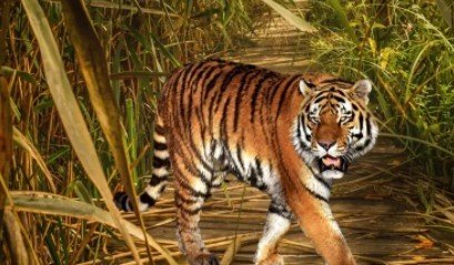 当家做主是什么动物什么生肖？