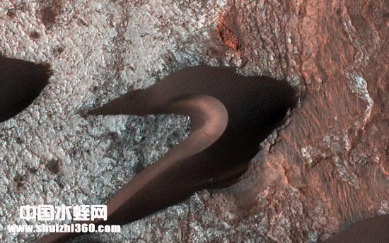 暴龙水蛭的介绍