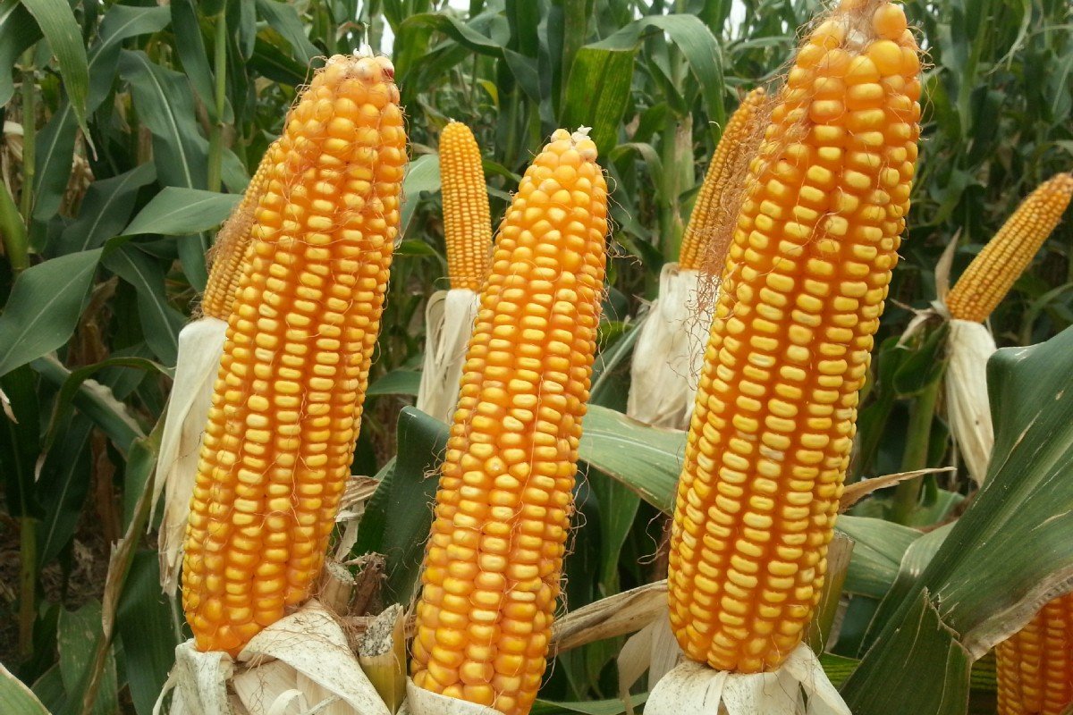 玉米上涨的最佳时间