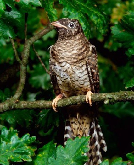 绝句 迟日江山丽，春风花草香.泥融飞燕子，沙暖睡鸳鸯.是什么意思