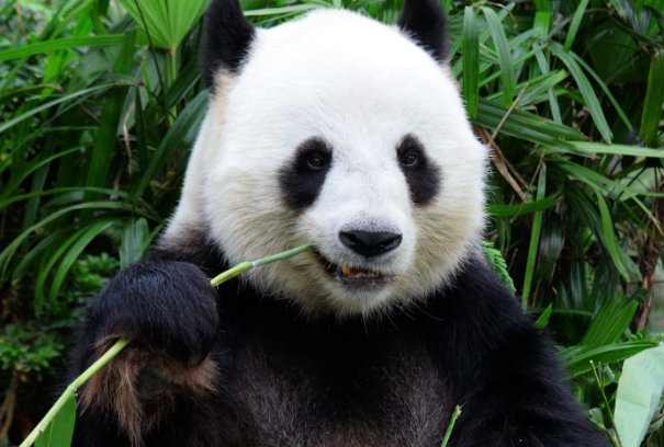 熊猫是我国国宝，网上熊猫吃人案到底是真是假？