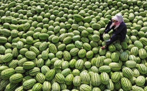 湖北市民40分钟买完河南瓜农3千斤瓜，此举的原因是什么？