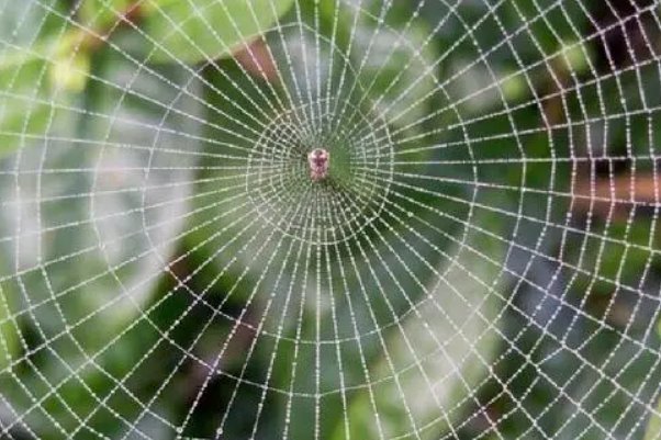 蛛丝是什么意思