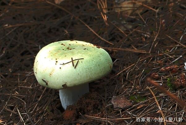 云南女子连捡大型野生菌，超大野生菌，真的能吃吗？