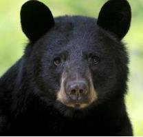 （遮天蔽日）什么动物？