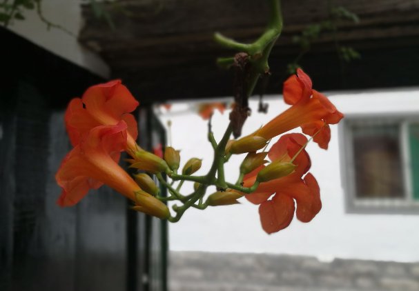 冬青树上挂凌霄什么意思