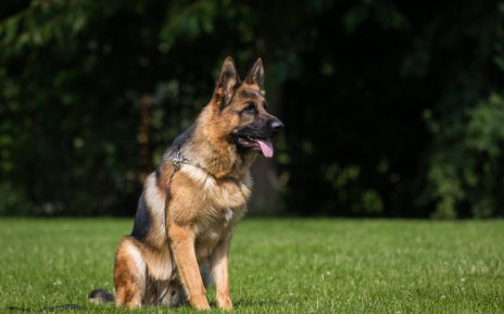 浙江一小狗被毒躲到派出所躲避，仍被狗贩子拖走，现场留下了哪些线索？