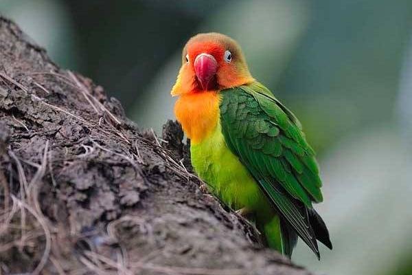 泰国一鹦鹉吞食21颗钻石，是如何被主人发现的？