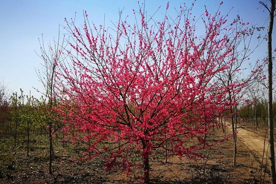 碧桃天上栽和露不是凡花数翻译