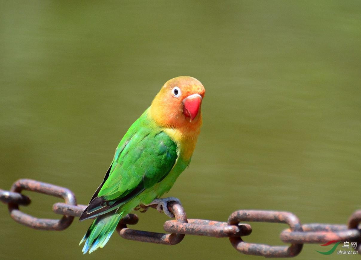 费氏情侣鹦鹉的介绍