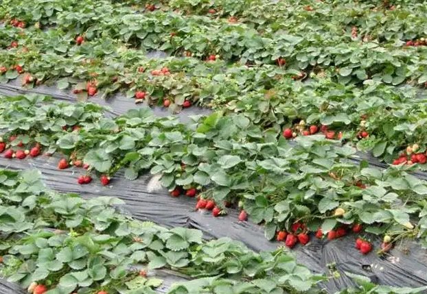 成都平原耕地面积十年减少了40%，造成耕地面积减少的原因是什么？