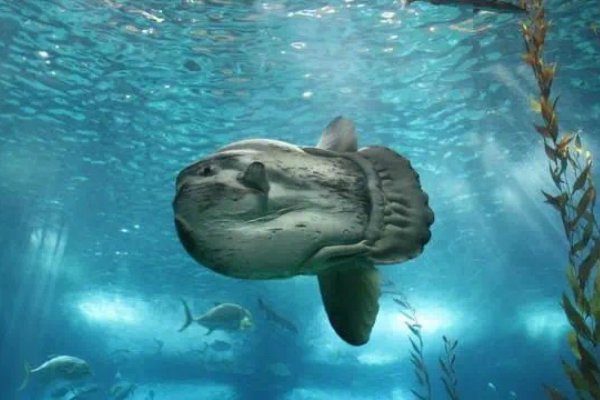 世界之大无奇不有，海洋里真的有不游泳的鱼吗？