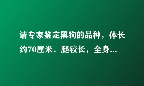 请专家鉴定黑狗的品种，体长约70厘米，腿较长，全身毛黑色，耳直立，几乎无杂毛，两岁大。