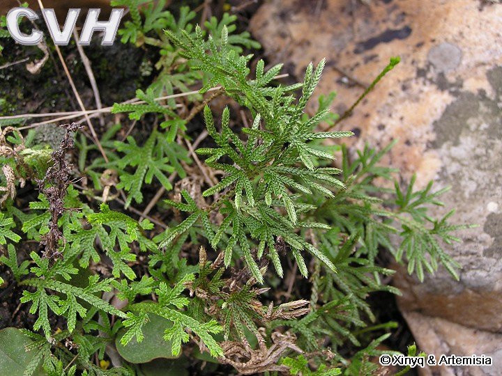 旱生卷柏的产地生境