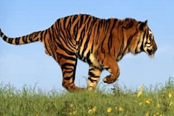 勾三搭四指的是哪个生肖