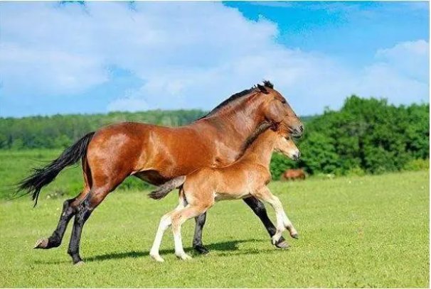 盛筵必散是指什么动物