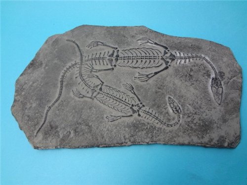 江西工地挖出6600万年前恐龙蛋化石，你知道化石是怎么形成的吗？