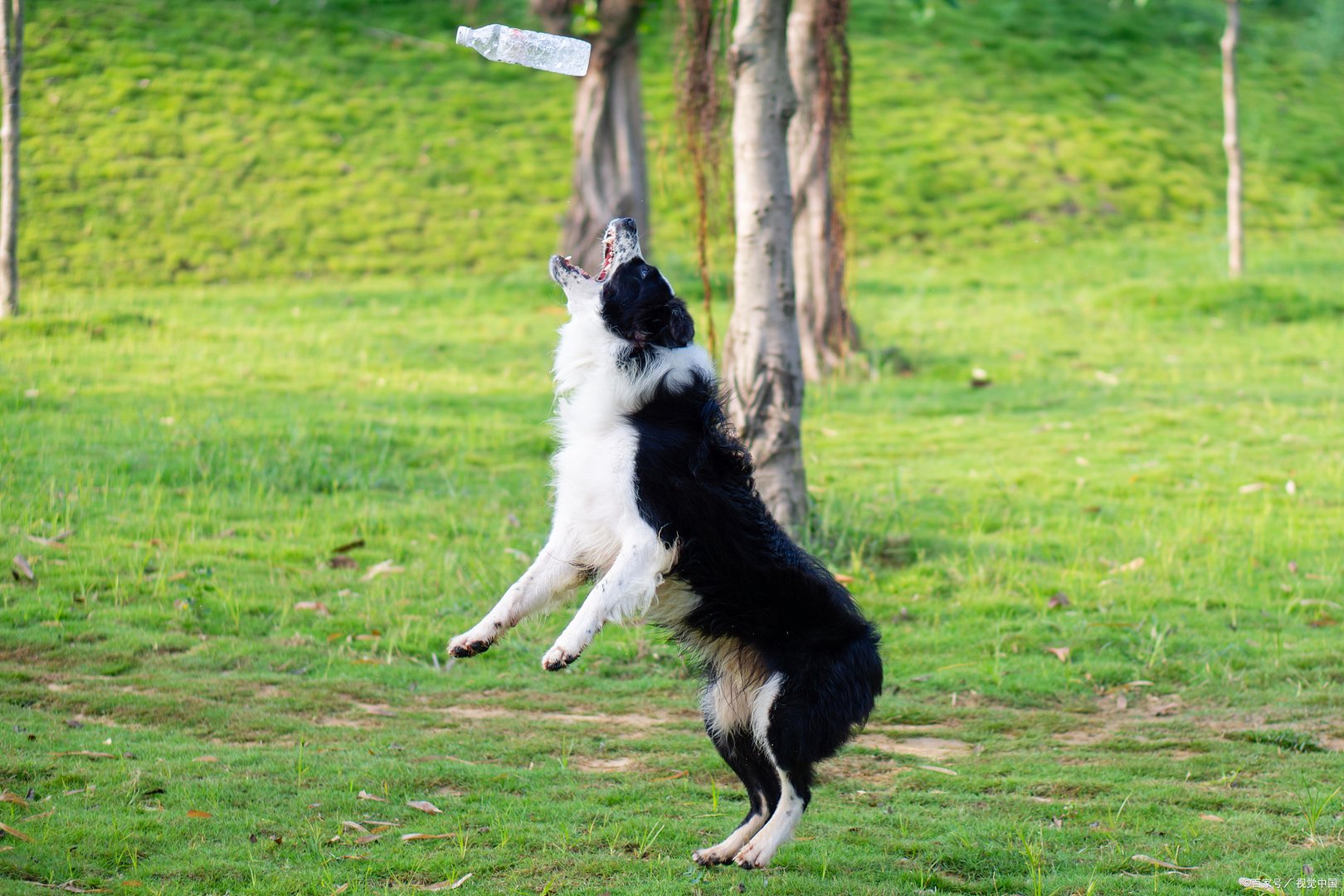 滞沪司机吃10天泡面喂副驾爱犬鸡蛋，这位司机为什么这么做？