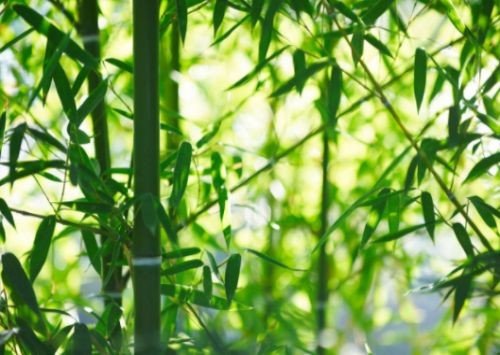 外直中通指的是什么植物