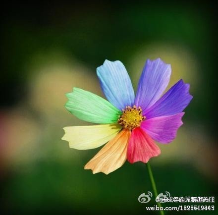 七堇年华 什么意思