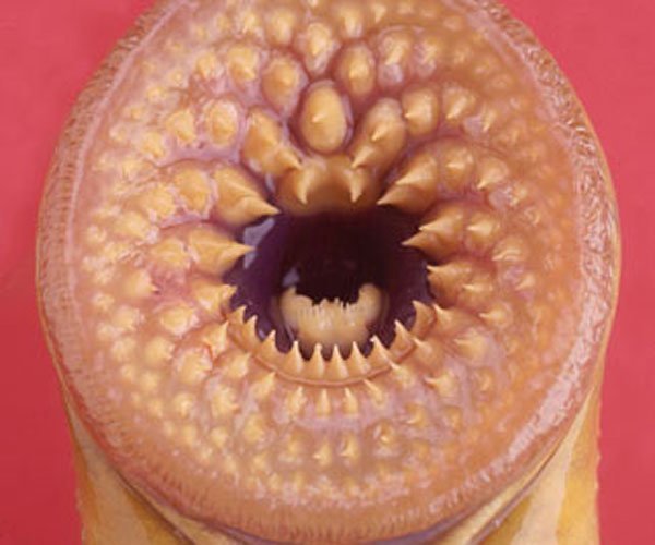 莲蓬乳和空手指视频是啥为何物 什么病怎么形成的