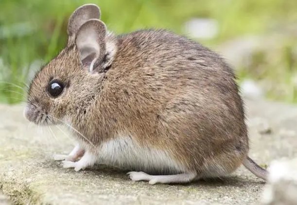 争斤论两打一个生肖