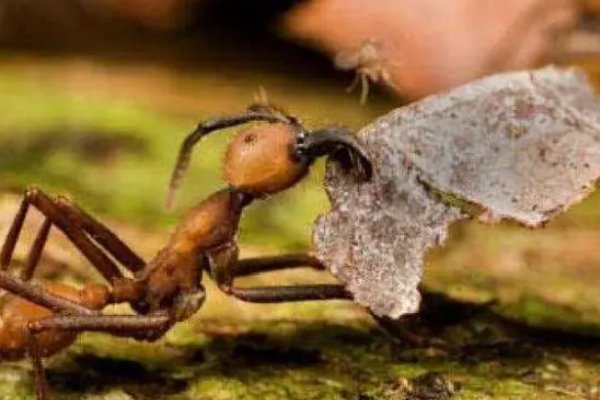 蚍蜉撼大树的意思