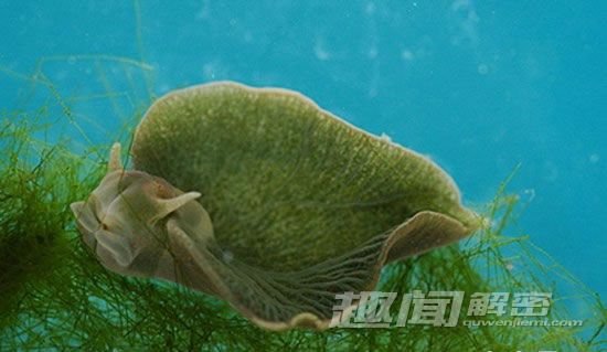 幽灵蛞蝓的未解之谜