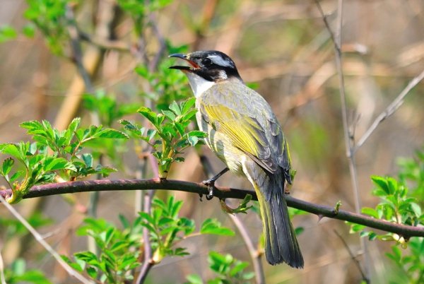 百鸟鸣春比喻什么动物
