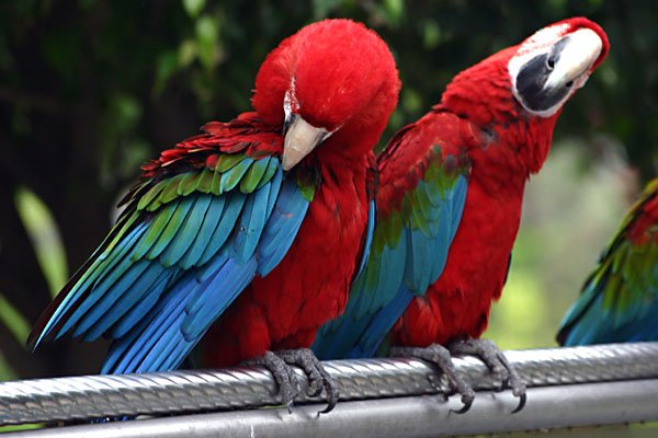 泰国一鹦鹉吞食21颗钻石，是如何被主人发现的？