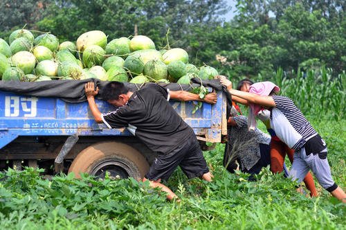 湖北市民40分钟买完河南瓜农3千斤瓜，此举的原因是什么？