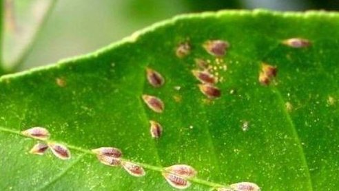 葡萄皮上的小颗粒可以扣掉那是什么?