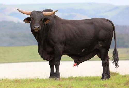 有一头头朝北的牛，它向右转原地转三圈，然后向后转原地转三圈，接着再往右转，这时候它的尾巴朝哪