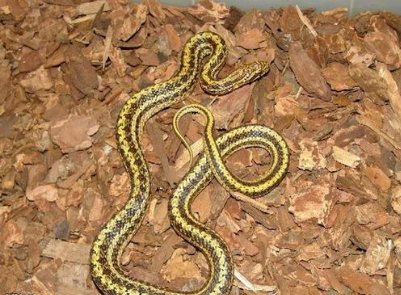 对于13岁男孩网购宠物蛇被咬进ICU一事，你怎么看？