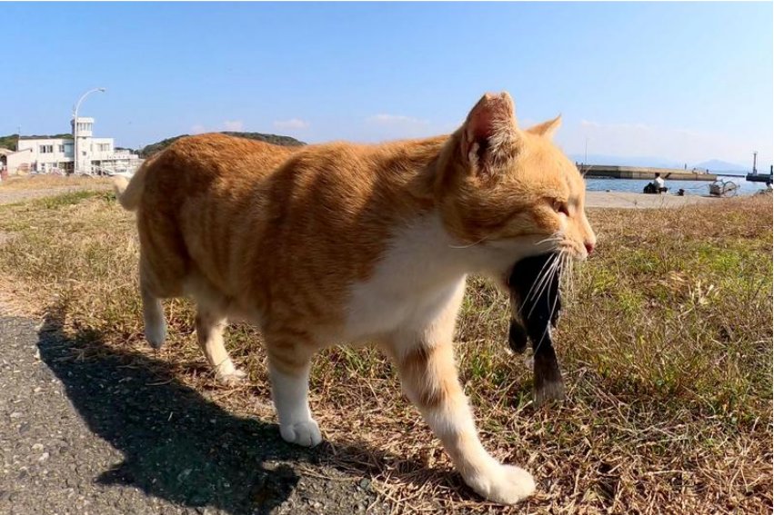 叼的拼音和意思