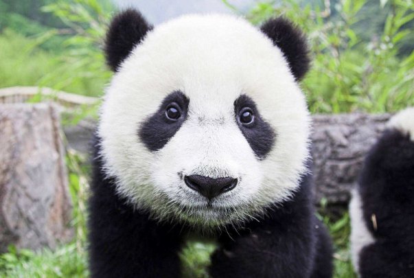 熊猫是我国国宝，网上熊猫吃人案到底是真是假？