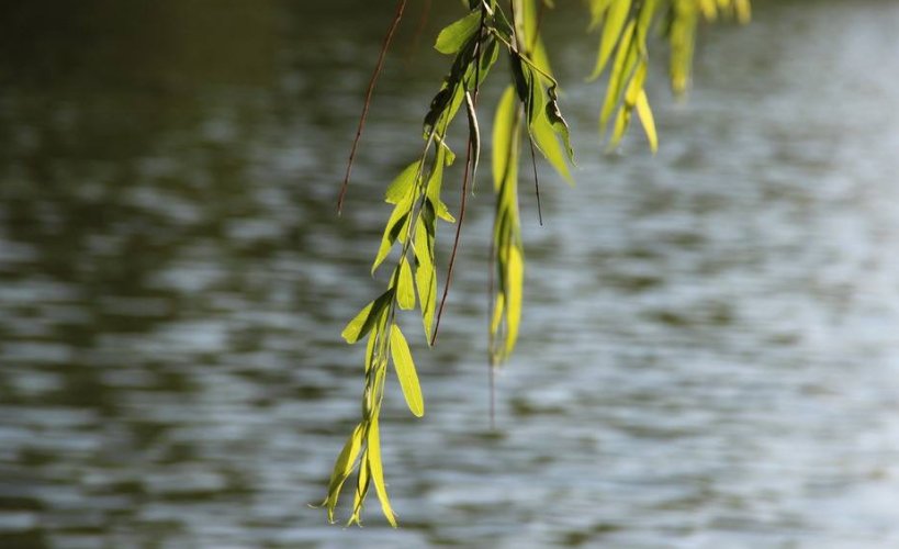 长长的柳条好像什么呢？