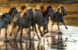 你能说出舞蹈《马踏飞燕》的出处吗？